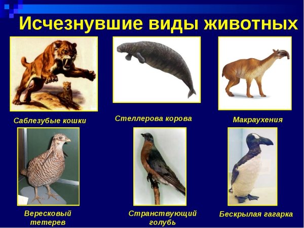 Удод символ Израиля