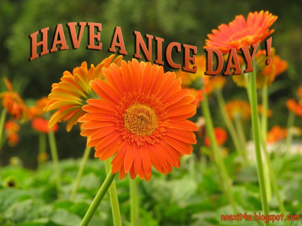 Have a nice Day цветы