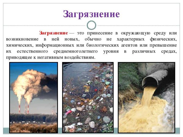 Загрязнение леса бытовыми отходами