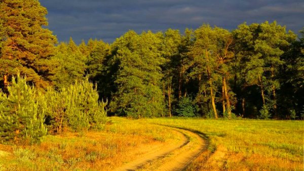 Леса поля Курская область