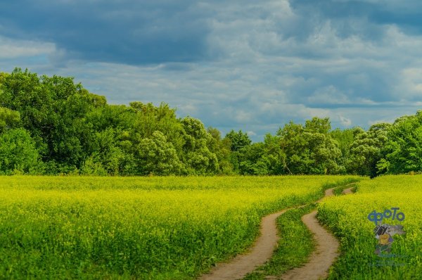 Курская область природа