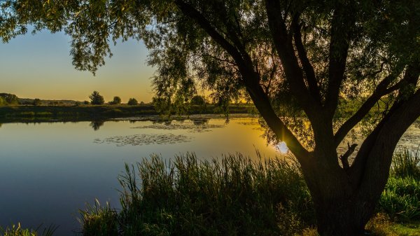 Природа лето Курская область