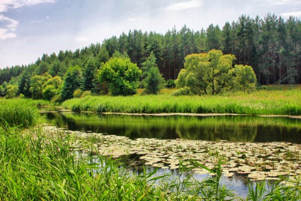 Красивая природа Курской области Обоянского района