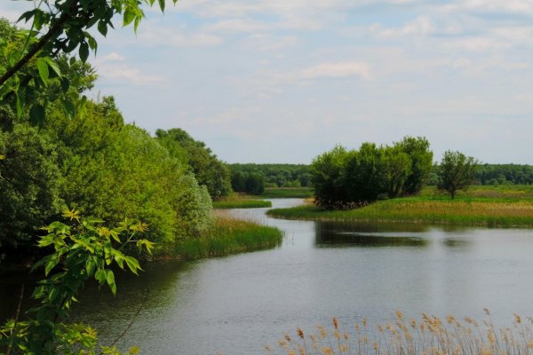 Коренево Курская область река Сейм