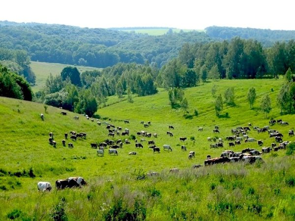 Природа Курской области