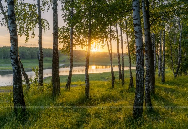 Роща невест Курск природа