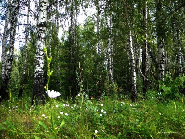 Гламаздино Хомутовского района