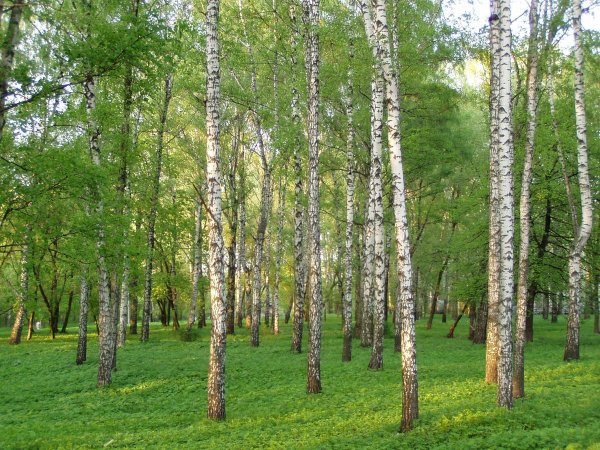 Коренево Курская область река Сейм