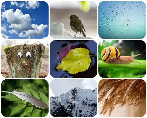 Живая и неживая природа