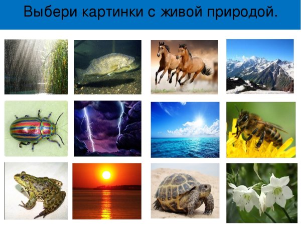 Живая и неживая природа