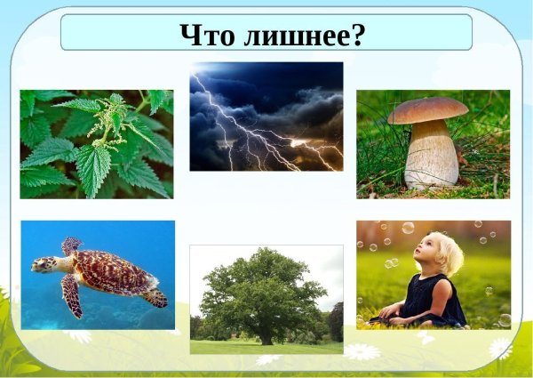 Живая и неживая природа