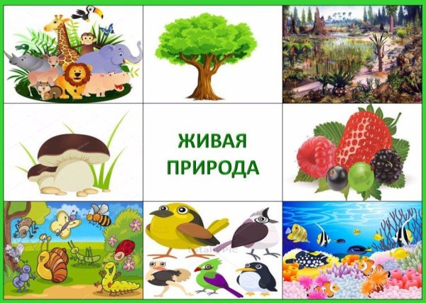 Лото Живая и неживая природа для дошкольников