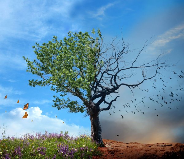 Рисунок Живая и неживая природа 1 класс