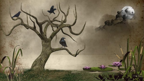 Дерево с одной стороны сухое