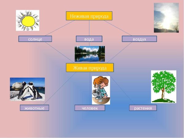 Связь живой и неживой природы