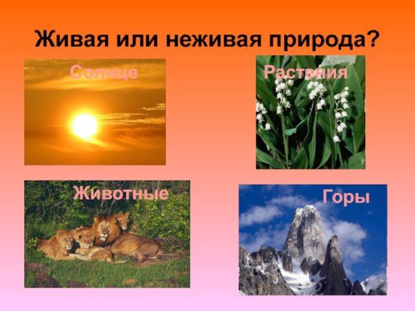 Живая и неживая природа