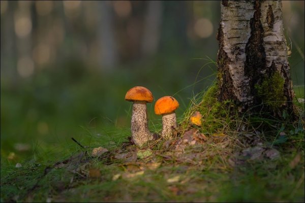 Грибная Поляна в лесу