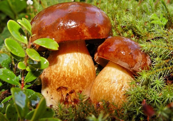 Кузикорин грибы