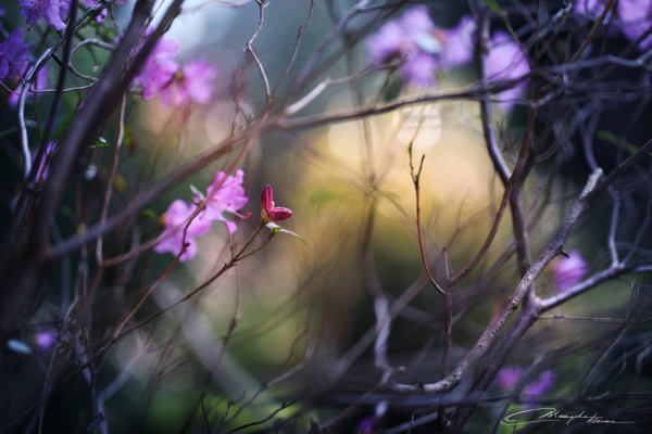 Весна природа пробуждается