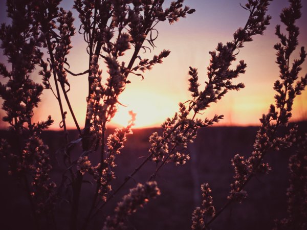 Эстетика природы