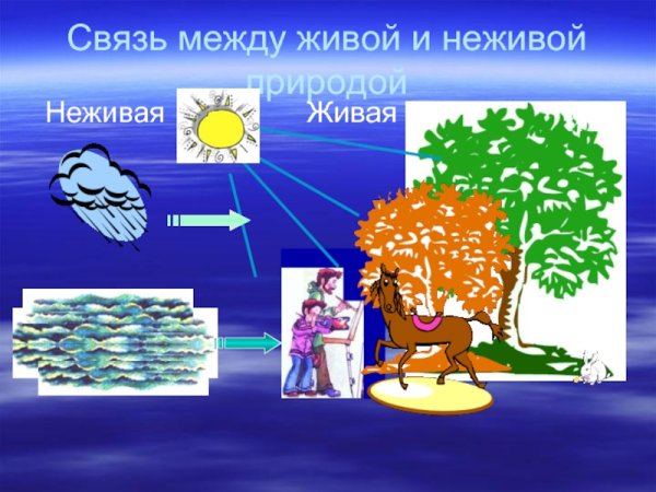 Связь между живой и неживой