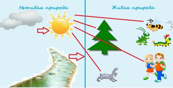 Пример связи живой и неживой природы схема