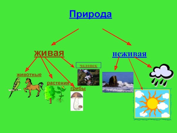 Соединение живого и неживого