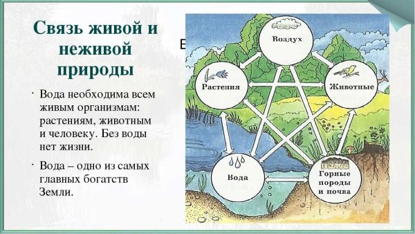 Вязь между живой и не живой природой