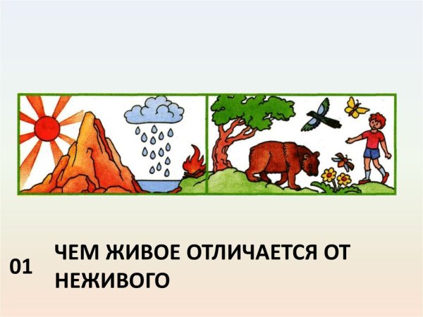 Схема по окружающему миру 2 класс Живая и неживая природа