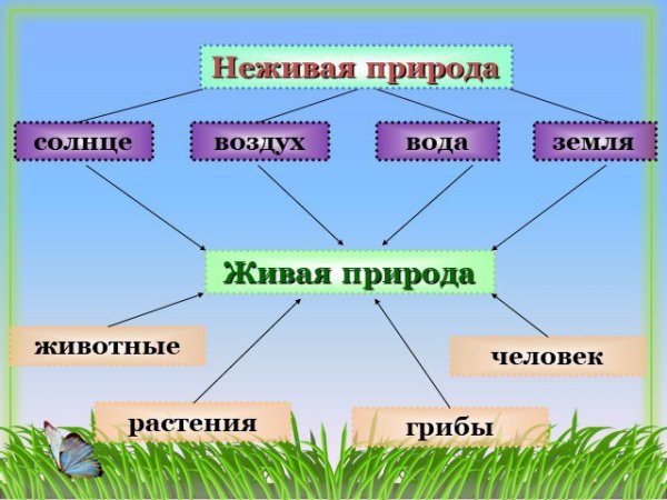 Живая неживая природа и рукотворный мир
