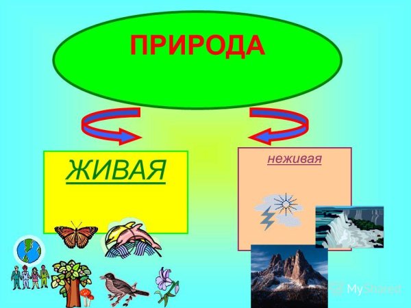 Связь между живой и неживой природой