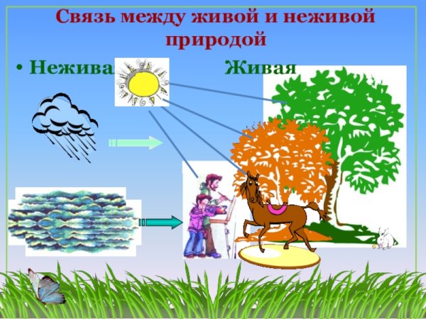 Живая и недива ЯПРИРОДА