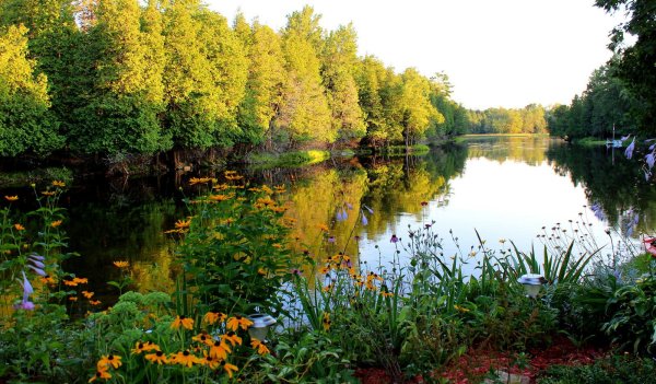 Природа лес озеро лето река цветы