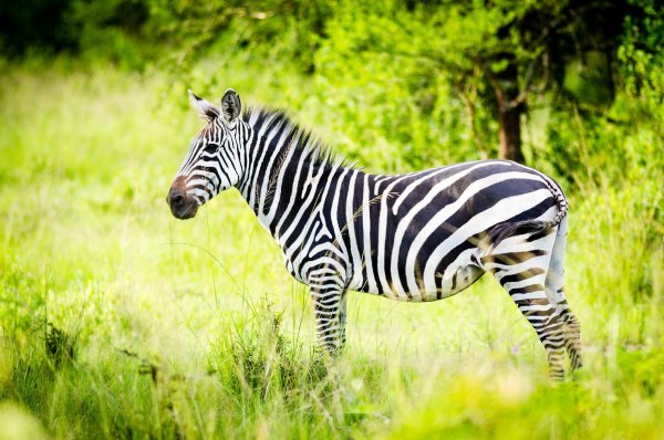 Полосатые Дикие животные