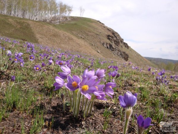 Родной край Забайкалье