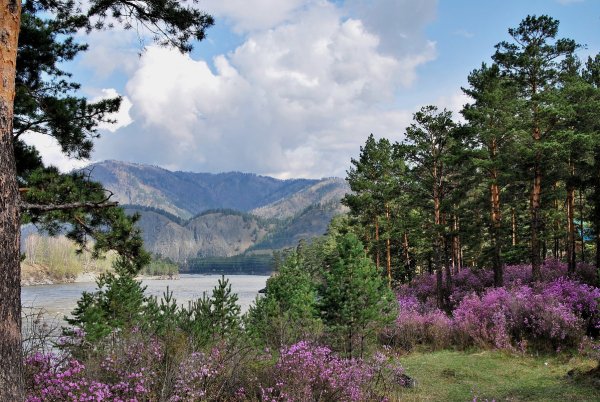 Природа Забайкальского края багульник