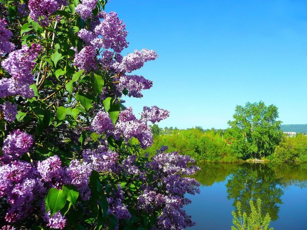 Май черемуха яблоня