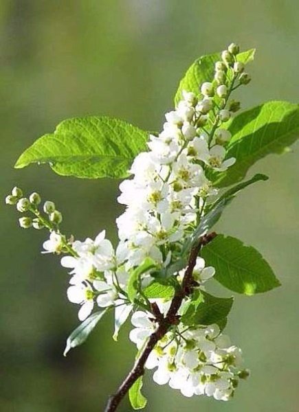 Цените жизнь с добрым утром