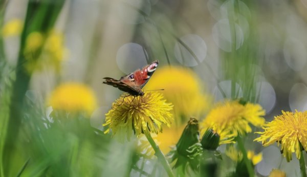 Открытки с 1 мая