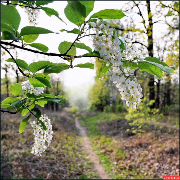 С Первомаем поздравления картинки