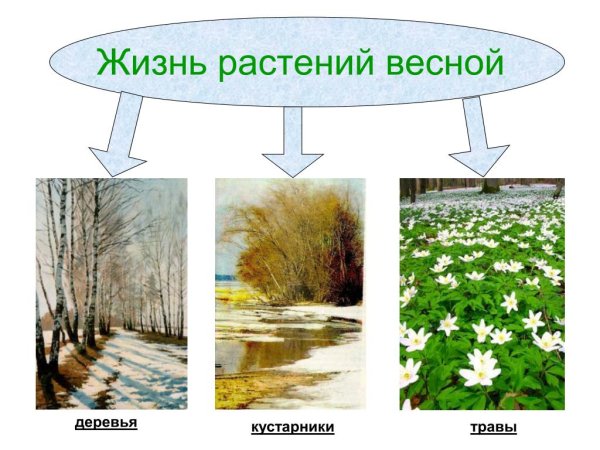 Изменения в жизни растений весной