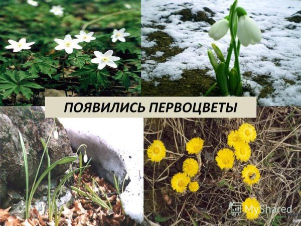 Весенние явления цветы