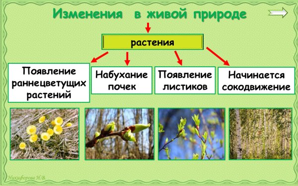 Весенние явления природы