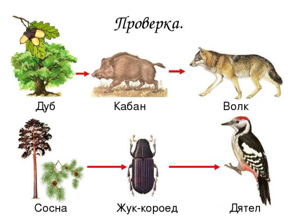 Окруж.мир 3 кл. Цепи питания животных