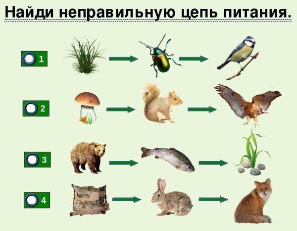 Пищевые Цепочки с рептилиями