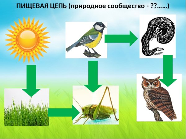 Пищевая сеть елового леса