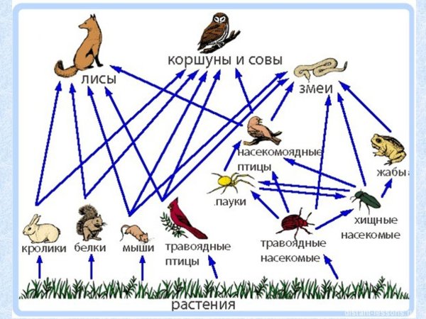 Цепь питания Лесной экосистемы