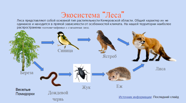 Схема цепи питания в тайге 4 класс окружающий мир