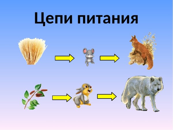 Цепь питания тигра
