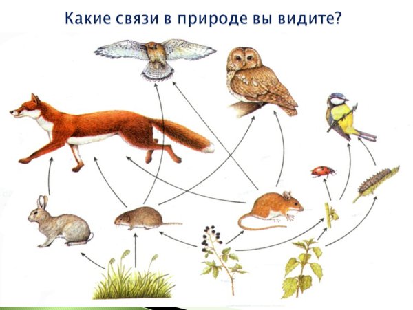 Цепочка the food Chain